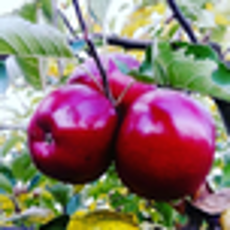 รูปภาพสำหรับผู้ขายนี้ Prespanka- Prespansko Jabolche