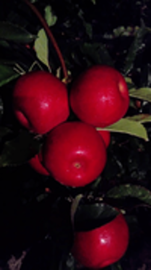 Afbeeldingen van Idared