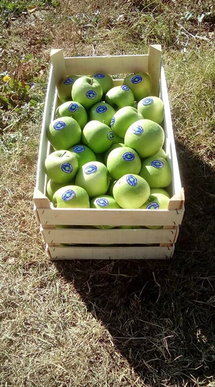 Mynd af Granny Smith