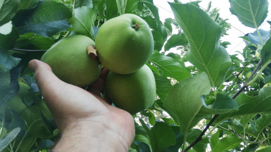 图片 Golden Delicious