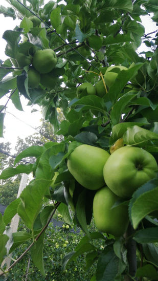 图片 Golden Delicious