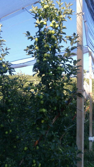 图片 Golden Delicious