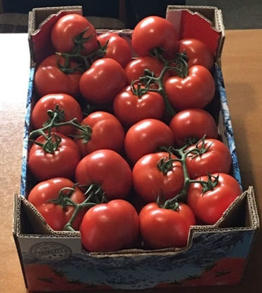 Obrázok z Tomatoes