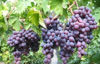 Bild von Grapes
