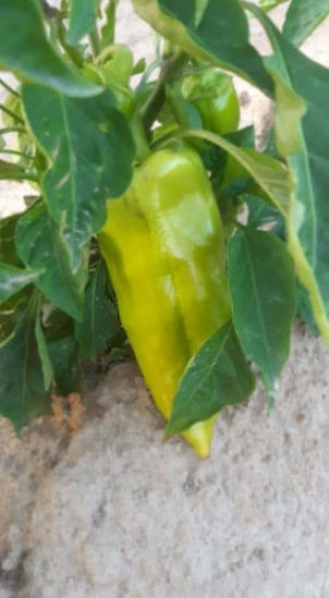 Ảnh của Peppers