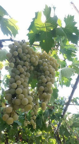 Obrázek Grapes