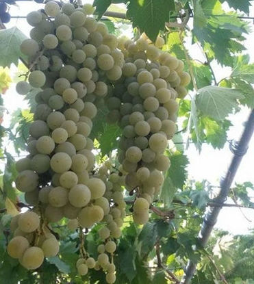 รูปภาพของ Grapes