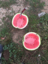 图片 Watermelon