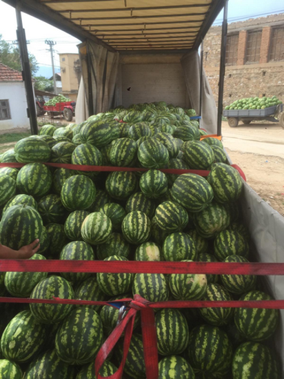 Watermelon এর ছবি