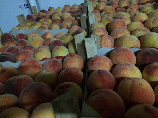 تصویر  Peaches