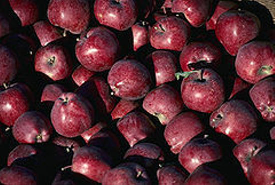 Red Delicious の画像