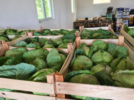 图片 Spring Cabbage