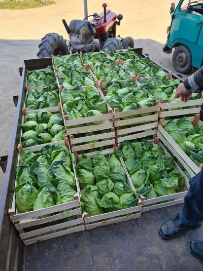 图片 Spring Cabbage