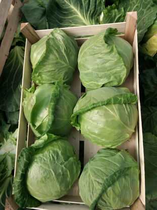 Obrázok z Spring Cabbage