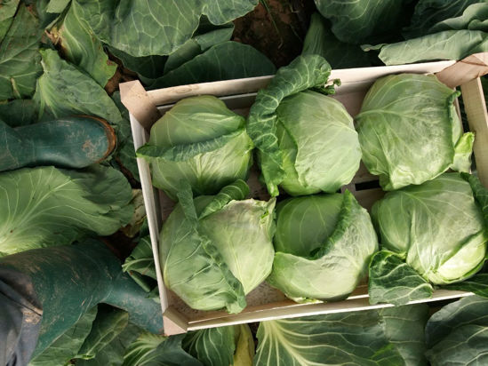පින්තූරය Spring Cabbage