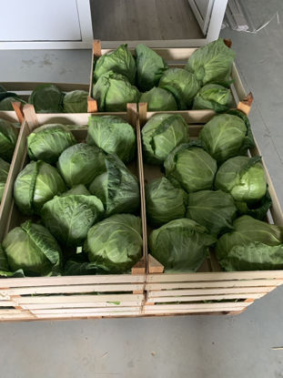 Obrázok z Spring Cabbage