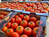 Bild von Tomatoes
