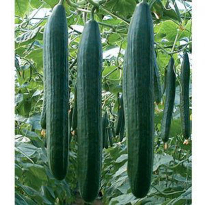 รูปภาพของ Cucumbers