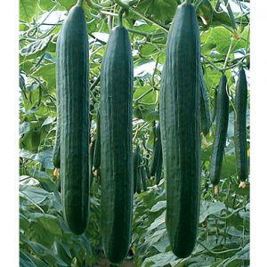 Bild von Cucumbers