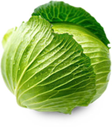 รูปภาพของ Organic Cabbage